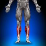 Calves - Anatomy Muscles